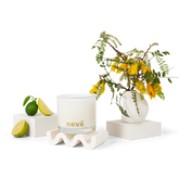 Kowhai Blossom + Lime